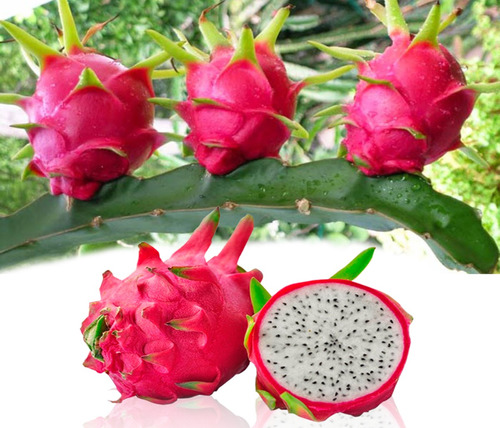 Esquejes Pitaya Pitahaya Roja Pulpa Blanca 50 Piezas