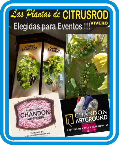 Imagen 5 de 7 de Arbol Laurel Comestible 2 Metros - Original - E.g Caba Y Gba