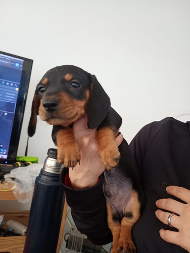 Machitos Disponibles! Perro Salchicha, Dachshund, Teckel