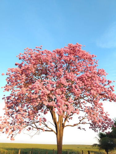 Arvores De Flores Lindas, Ipê Roxo Painera Rosa Pata De Vaca