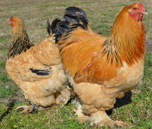 Huevos Fértiles Gallinas Brahma Pura