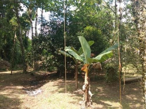 Imagem 13 de 13 de Chácara Em Itanhaém Com 2500m² - Analisa Ofertas À Vista!