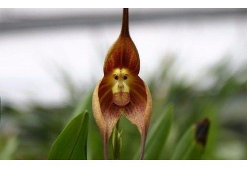 Semente Orquidea Cara De Macaco Jardim | MercadoLivre 📦