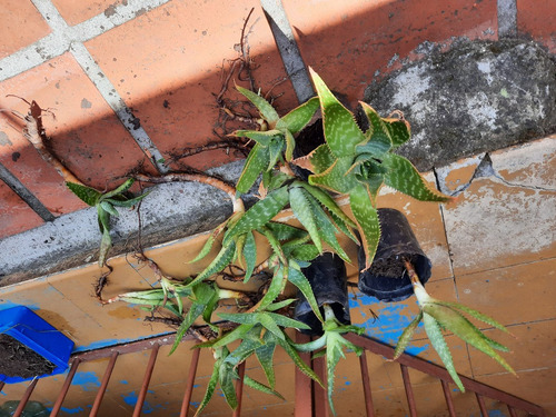 Imagen 2 de 10 de Planta Aloe Vera Medicinal: Envio Gratis Solo Montevideo
