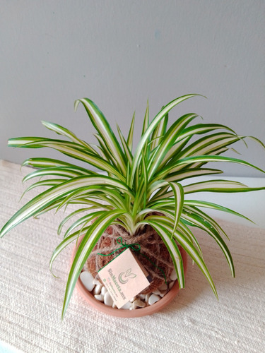 Imagen 3 de 3 de Kokedama Lazo De Amor O Malamadre