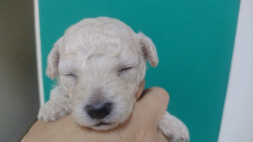 Imagen 2 de 5 de Perros Caniches