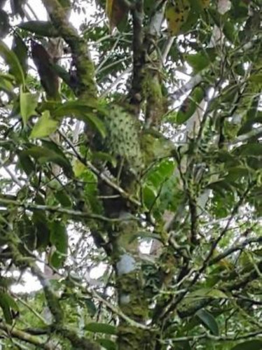 Imagem 8 de 12 de Chácara Com 02 Lagos E Árvores Frutíferas, Em Itariri, No Bairro Três Barras Ref: 8583/ac