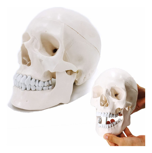 Veipho Modelo Calavera Humana Anatomia Tamaño Real Tapa 2