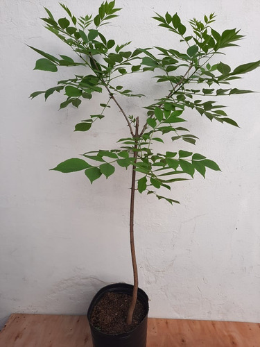 Arbol Fresno En Maceta Soplada N10 - Listo Para Plantar