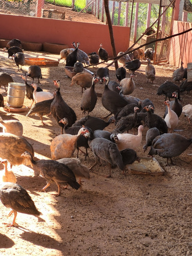  Lote Galinhas De Angolas Várias Mutações De Cores 