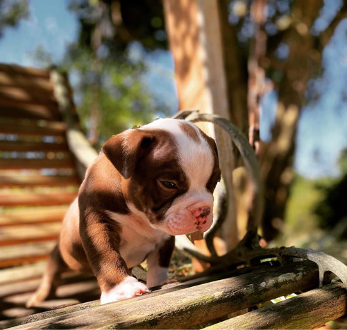 American Bully Filhote