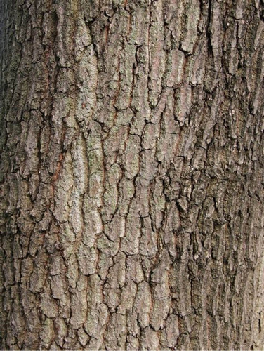 Cáscara Sagrada Rhamnus Purshiana D.c. 100 Gr