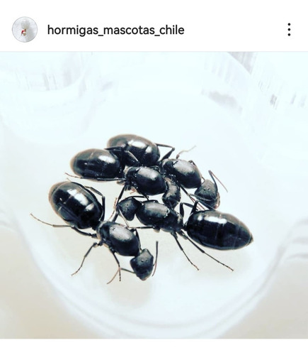 Hormiga Camponotus Morosus / Reina De Criadero / Mascota 