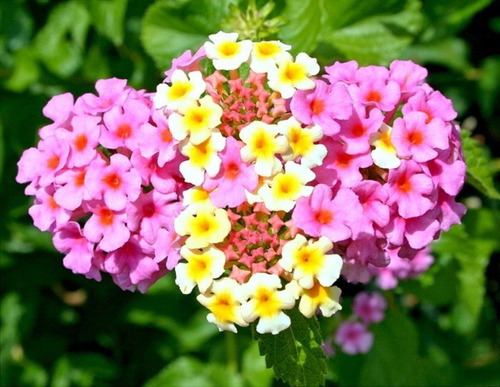 Kit Com 8 Mudas De Lantanas Flores Coloridas Para Jardinagem