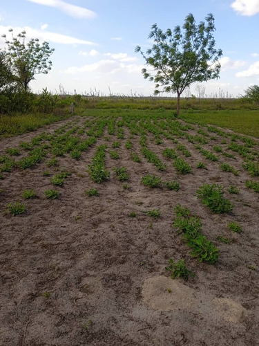 Imagen 11 de 15 de Se Vende Finca Via Al Sur Ve02-1303vs-dfer