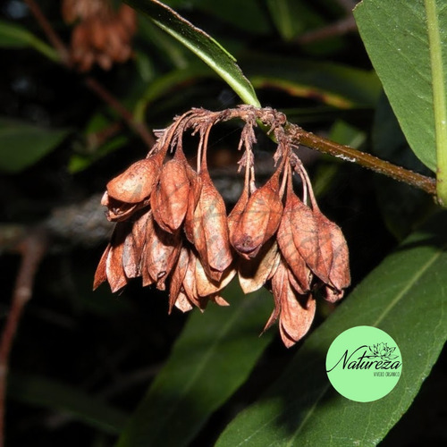 Viraró Árbol Autóctono Natureza Vivero Orgánico