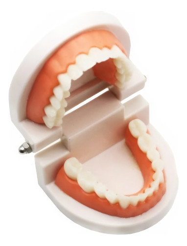 Modelo Dental Enseñanza Únicos Con Cepillo Bambú Pacard