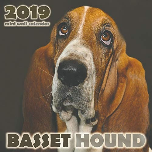 Basset Hound 2019 Mini Wall Calendar