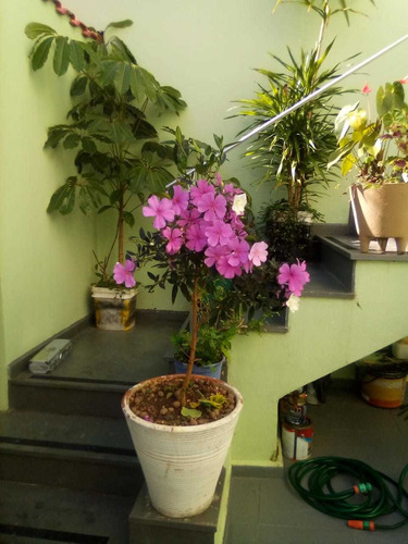 Sobrado Á Venda No Bairro Tremembé Sp