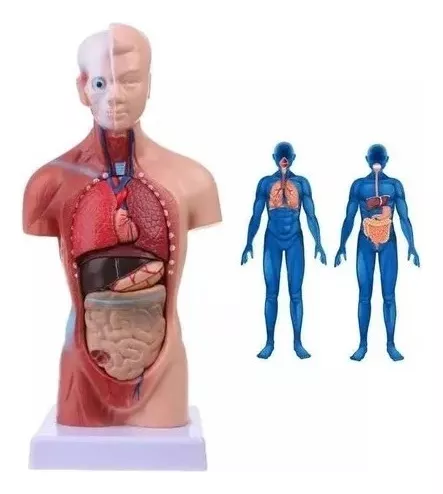 Segunda imagem para pesquisa de modelo anatomico corpo humano