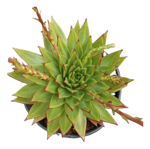 Echeveria Agavoides Set 3 Pzas M6 Pulgadas