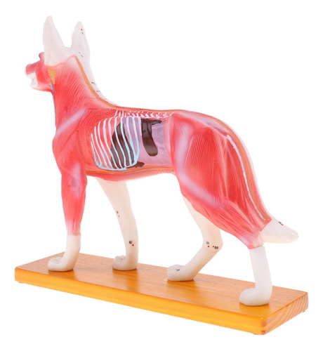Nuevo Modelo De Acupuntura For Perros Con 72 Puntos De
