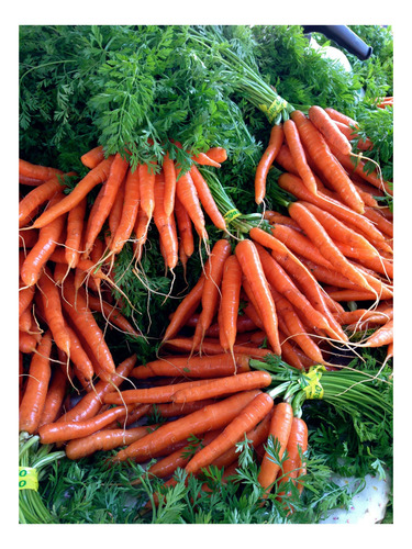 200 Semillas Zanahorias Apto Hidroponia/huerto