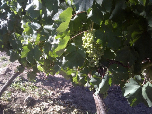 Imagen 14 de 17 de Fincas - Cuadro Benegas