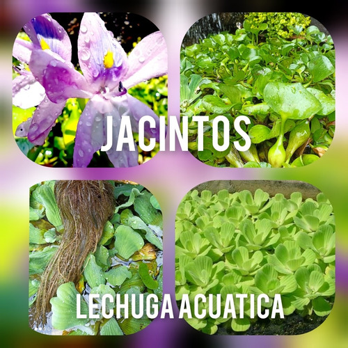 Imagen 1 de 7 de Oferta Mega Paquete Plantas Acuaticas, Jacinto Y Lechuga