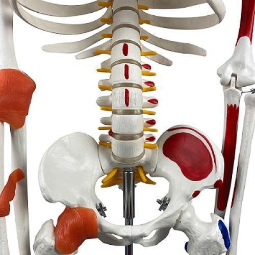 Torso Bissexual De 45 Cm + Esqueleto De 85 Cm Com Ligamentos