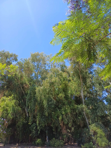 Naturaleza Pura Cerca De Todo (85955)