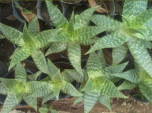 Imagen 6 de 6 de Planta De Aloe Vera Medicinal Y Curativa
