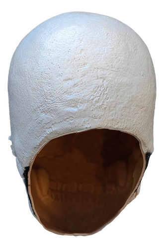 Calavera De Azúcar Echa De Látex Decorativo 10 Piezas