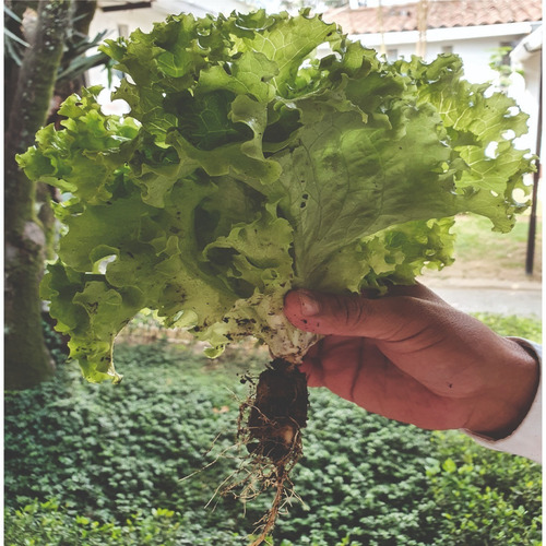 Imagen 2 de 5 de Kit Espuma Agrícola Para Hortalizas