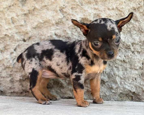 Cachorro Pinscher Merle And Tan