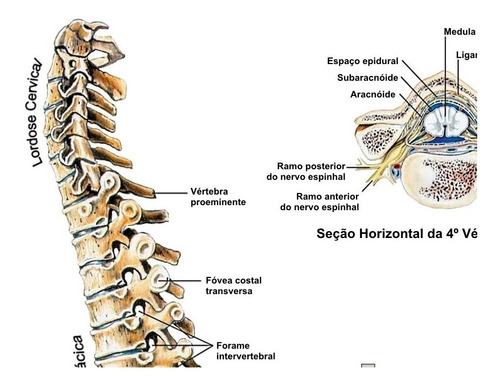 Imagem 6 de 6 de Poster Hd Coluna Vertebral 65x100cm Decorar Medicina Clínica