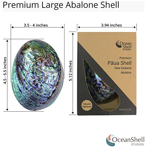 Ocean Shell Studios Concha De Abulón Pulida Caja De Re...