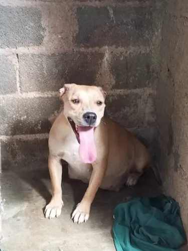 Pitbull Cachorros