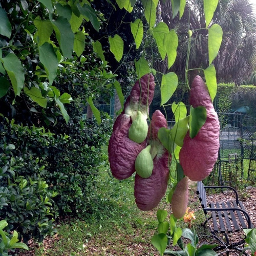 100 Semillas De Aristolochia Planta Carnívora