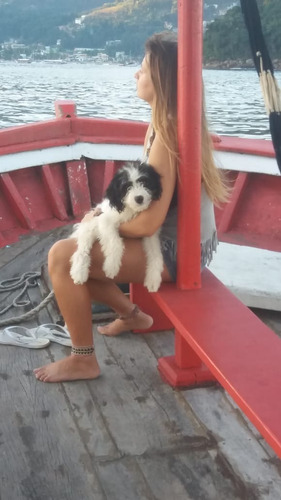 Traineira