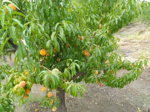 Finca En Producción Con Casa