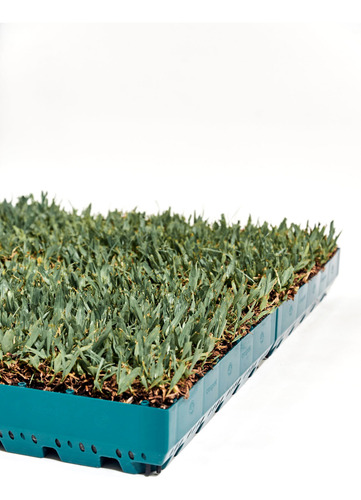 Pack 4 Césped Natural Para Balcones Y Terrazas Cespot
