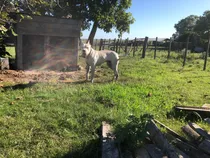 Comprar Dogo Argentino Para Monta
