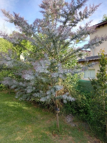 Acacia Baileyana Purpurea- Sobre De 25 Semillas