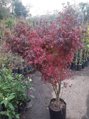 Imagen 7 de 8 de Arbol Acer Arce Japonés, Arce Enano 20lts