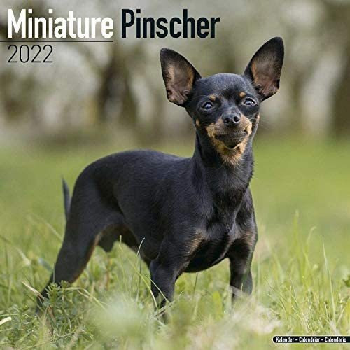 Libro: Miniature Pinscher Calendar Dog Breed Calendars De 16