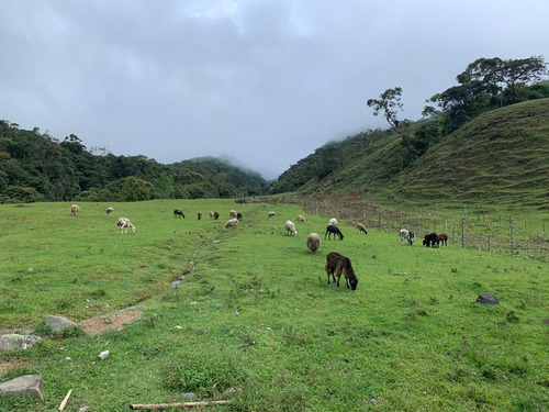 Se Vende Finca Apta Para Aguacate Hass Santuario Risaralda