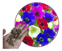 Comprar Promo Bulbos Anemonas De Caen Importadas Holanda X 5 Bulbos