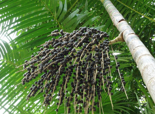 Muda De Açai Grande (1 M)