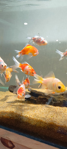 Goldfish Cálicos Carassius Peces Agua Fria Surtidos 5cm
